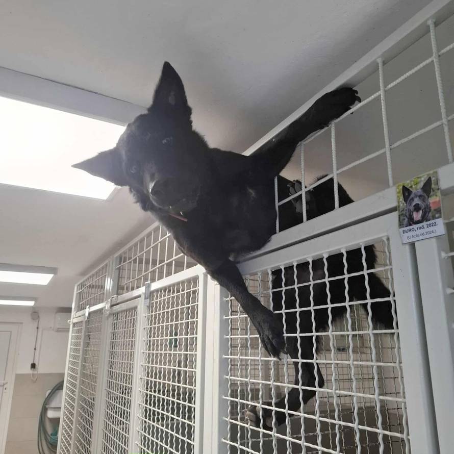 FOTO Bjegunac Đuro nasmijao društvo iz osječkog azila: 'Tog jutra trebao je na kastraciju'