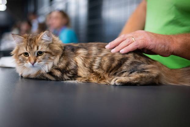 Zagreb: Drugi dan Međunarodne izložbe mačaka