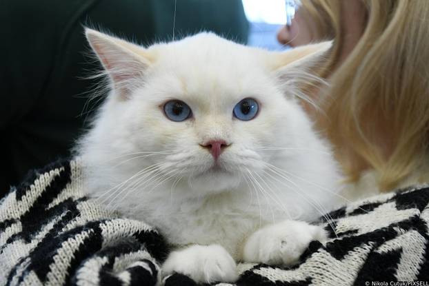 Otvorena revijalna izložba mačaka u Sisku 