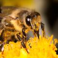 Fantastične stvari koje ne znate o pčelama - mogu brojiti do 5?