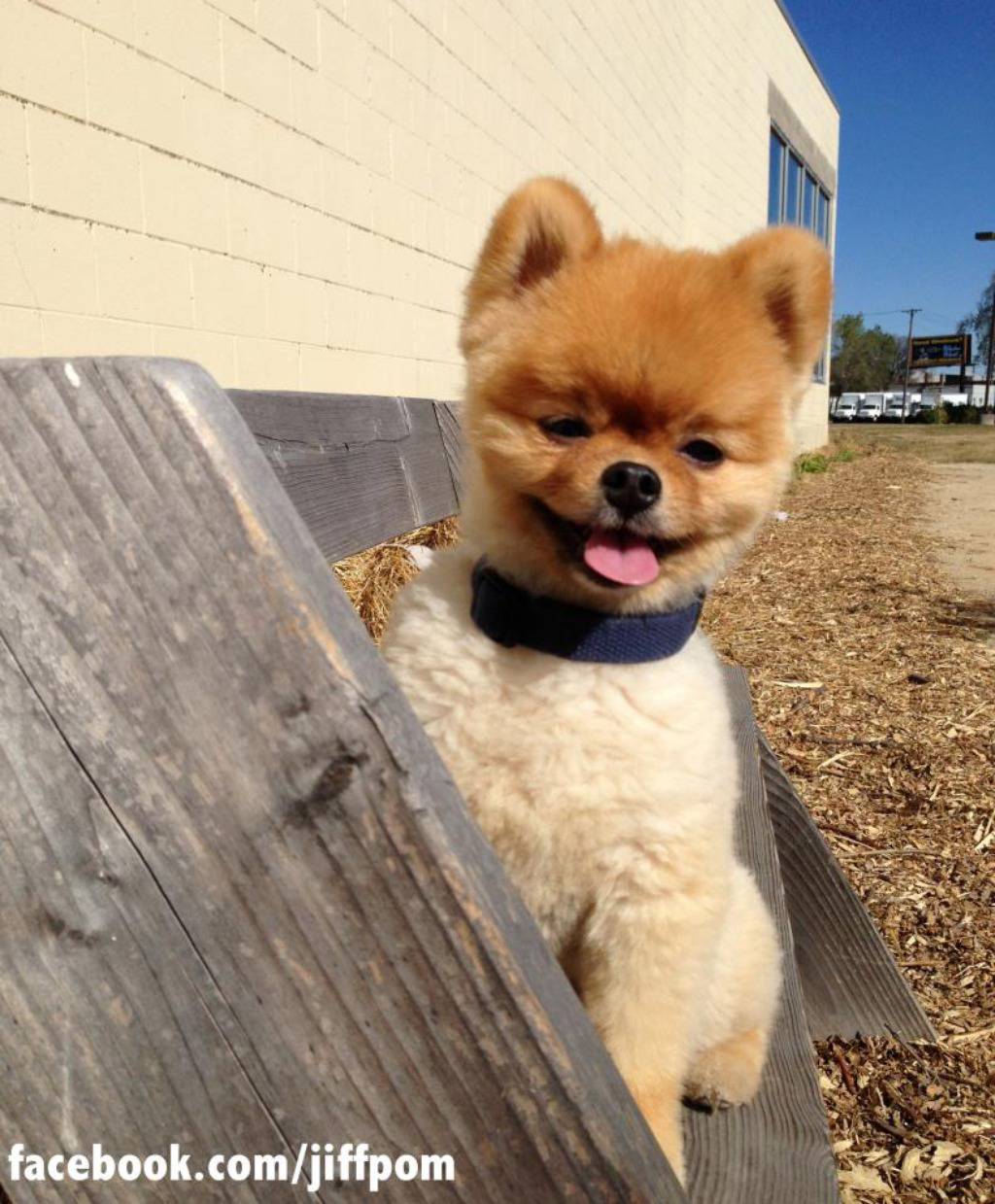 Facebook.com/jiffpom