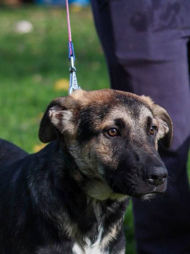 FOTO Ovi preslatki psići iz Noine Arke traže obitelj i stalni dom