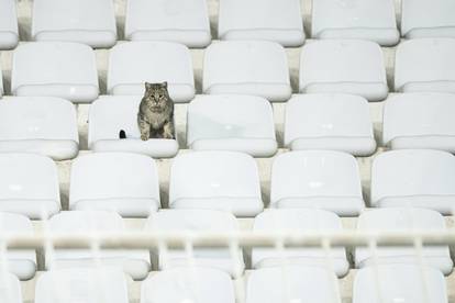 Split: Znatiželjna mačka na utakmici Hajduka i Lokomotive
