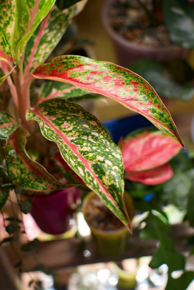 A Vibrant Indoor Plant Featuring Colorful Leaves That Enrich Your Living Space Beautifully