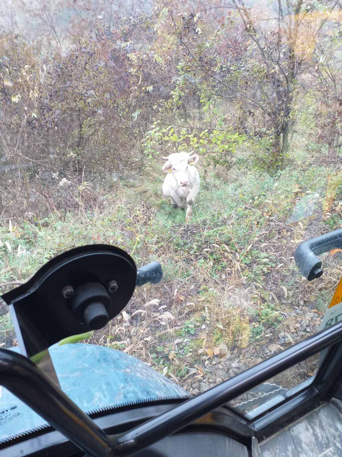 Locirali bika iz Slatine! 'Još ga tražimo, nemojte mu ići blizu jer je naš Joza umoran i gladan...'