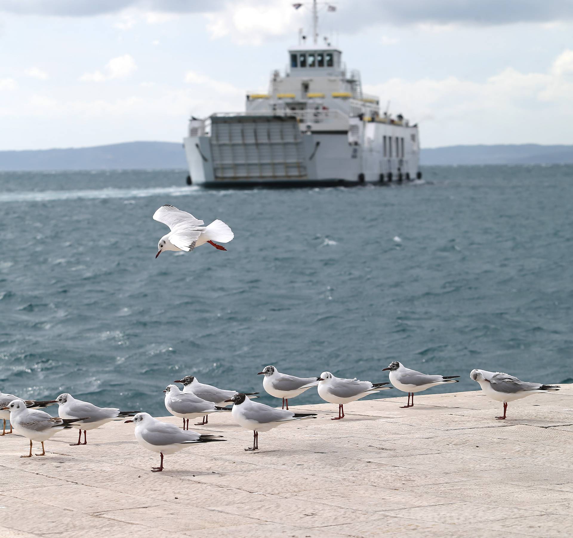 Svijet zagađuju i morske ptice: U njima se zna taložiti plastika