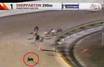 Australija: Zec istrčao na stazu tijekom utrke pasa