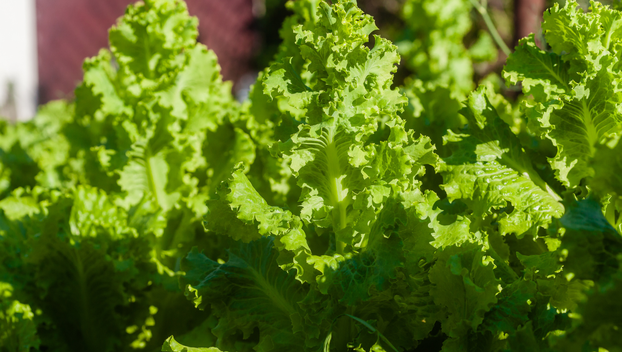 Ovo je najbolje povrće za čuvanje sjemena i evo kako ga skupiti za sljedeću godinu