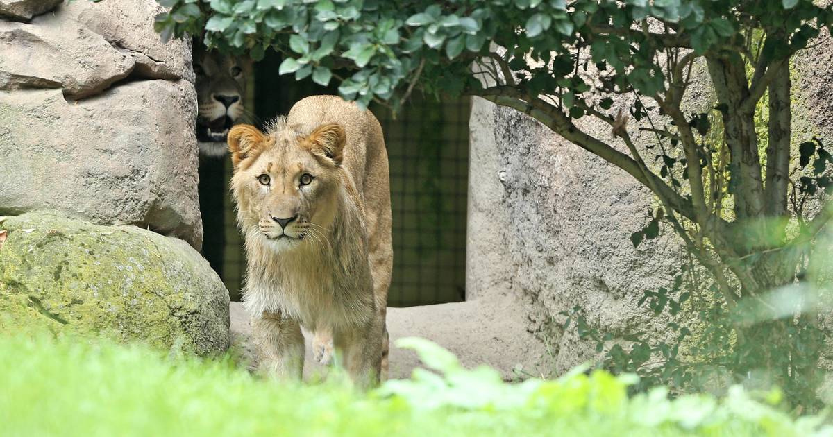 Lavovi pobjegli iz nastambe u zoološkom vrtu u Sydneyju