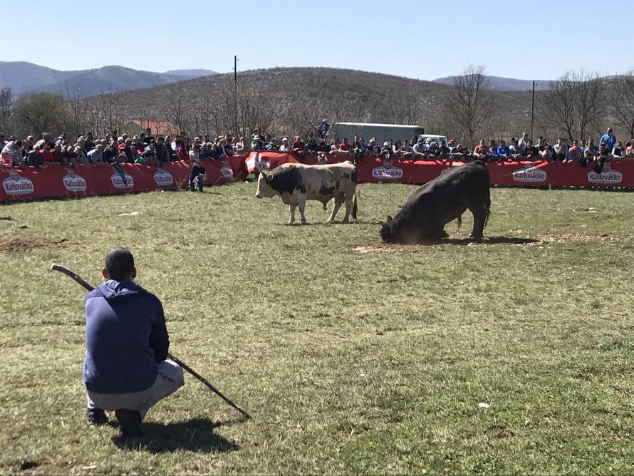Spektakl u Dicmu: Čuvajte me se! Ja sam najjači bik u zemlji