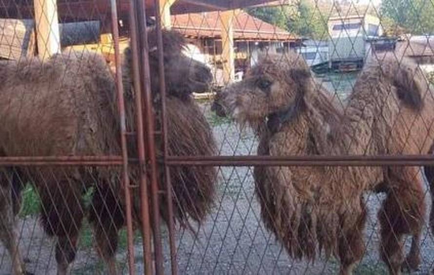 Žrtve užasa: Cirkus je otišao, a  životinje su ostavili neka uginu
