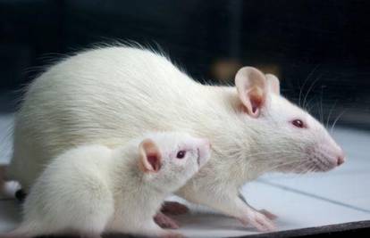 Znastvenici stvorili miša od dva oca, mnogi se pitaju zašto
