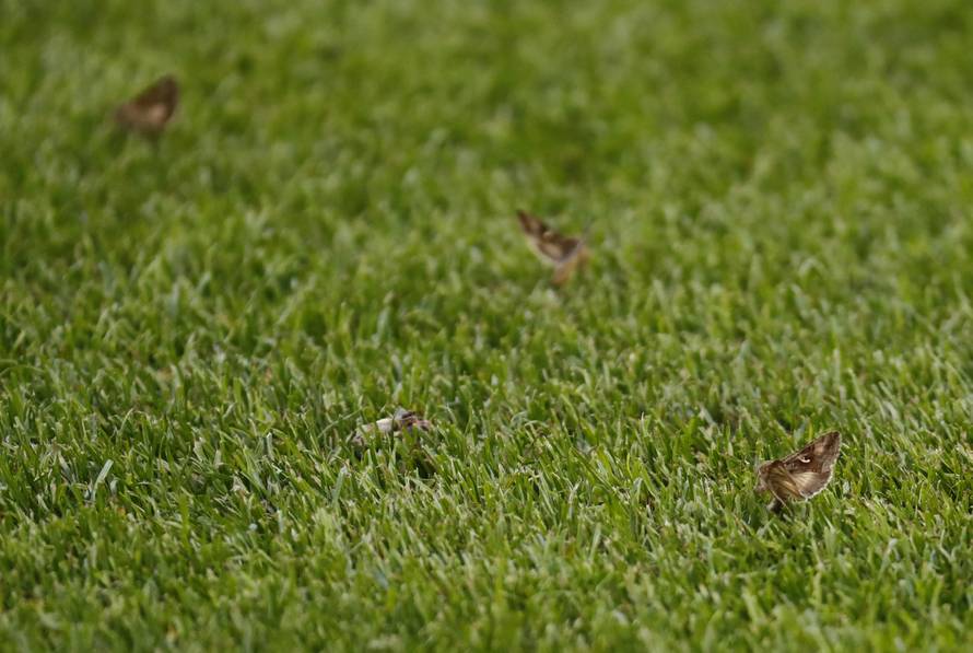 Portugal v France - EURO 2016 - Final