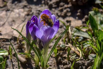 Ljubičasti “tepih” na travnatim površinama Dugava razveselio je pčele
