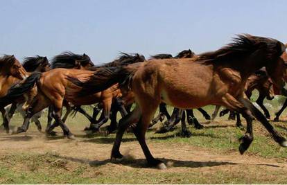 Ličkim livadama ponovno trče 23 poludivlja bosanska konja