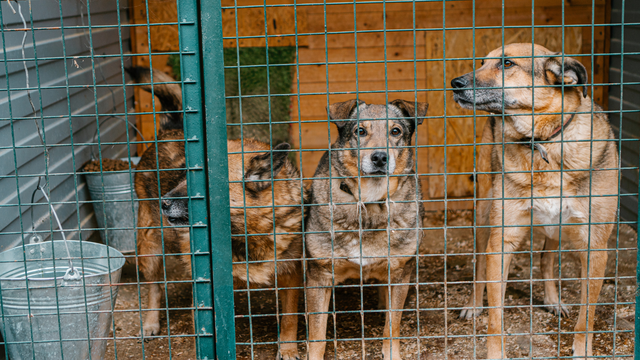 Otočac gradi azil za napuštene pse i mačke, a planiraju ga proširiti i za konje i krave