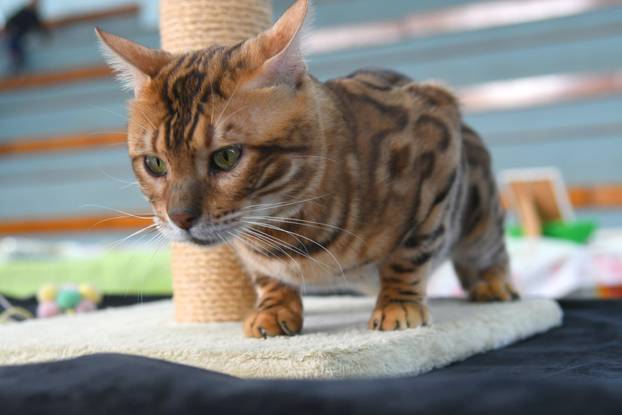 Bjelovar: Međunarodna izložba pasminskih mačaka u organizaciji Saveza felinoloških društava Hrvatske