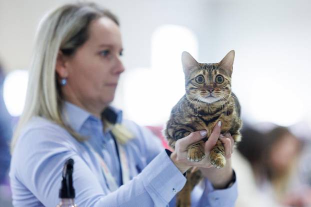 U Rijeci se održava Međunarodna izložba mačaka