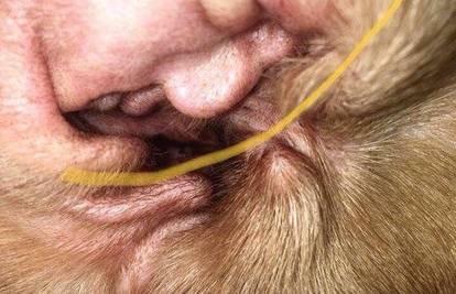 Pogledajte malo bolje: Vidite li i vi Trumpa u uhu ovog psa?