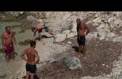 Turisti maltretirali sredozemnu medvjedicu u uvali kod Cresa