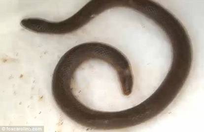 U kući pronašli zmiju koja ima glave na obje strane svog tijela