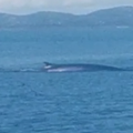 Spektakularna snimka kod Kornata: 'Vidija san kitove u oceanima, ali ne kod Murtera'