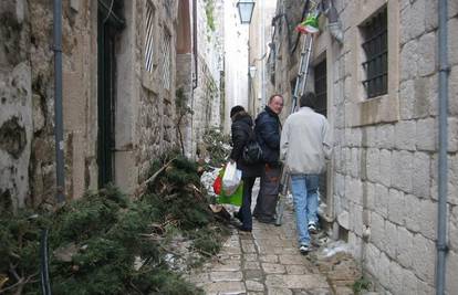 Čempres dug 20 m srušio se na ulicu u Dubrovniku