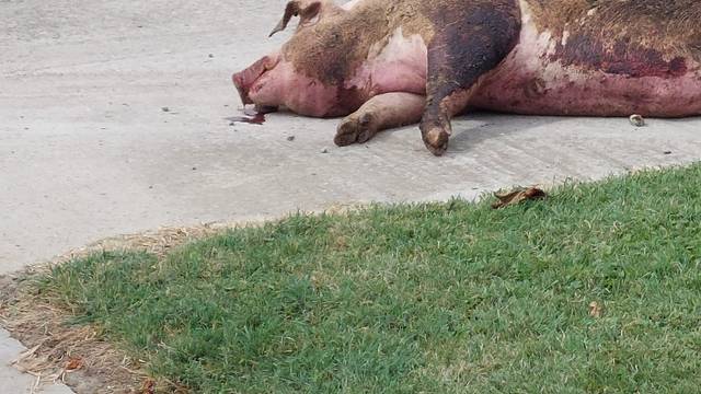 U Osječko-baranjskoj županiji do sada eutanazirano 60 svinja