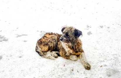 Curica (10) preživjela snježnu oluju u Rusiji grleći psa lutalicu