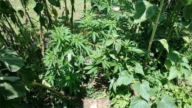 Grubišno polje: U okolici kuće uzgajao  151 stabljiki marihuane