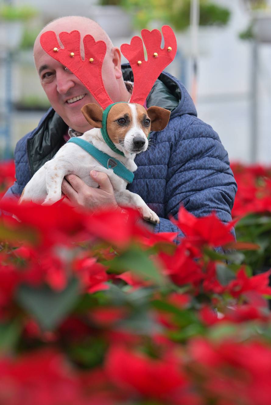 Zagreb: Pas Aš pomaže u uzgoju božićnih zvijezda