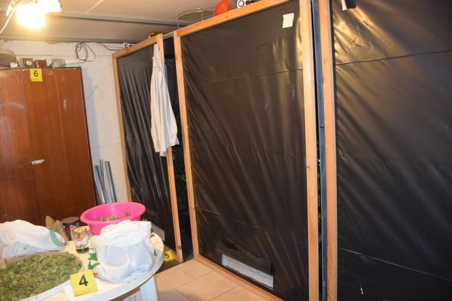 U kućnom laboratoriju uzgajali marihuanu: Policija pronašla 49 stabljika, digitalne vage i novac