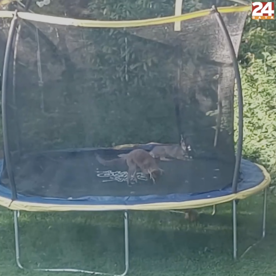 Preslatke lisice koje skaču na trampolinu: 'To su prijateljice naše mačke, djeca ih obožavaju'