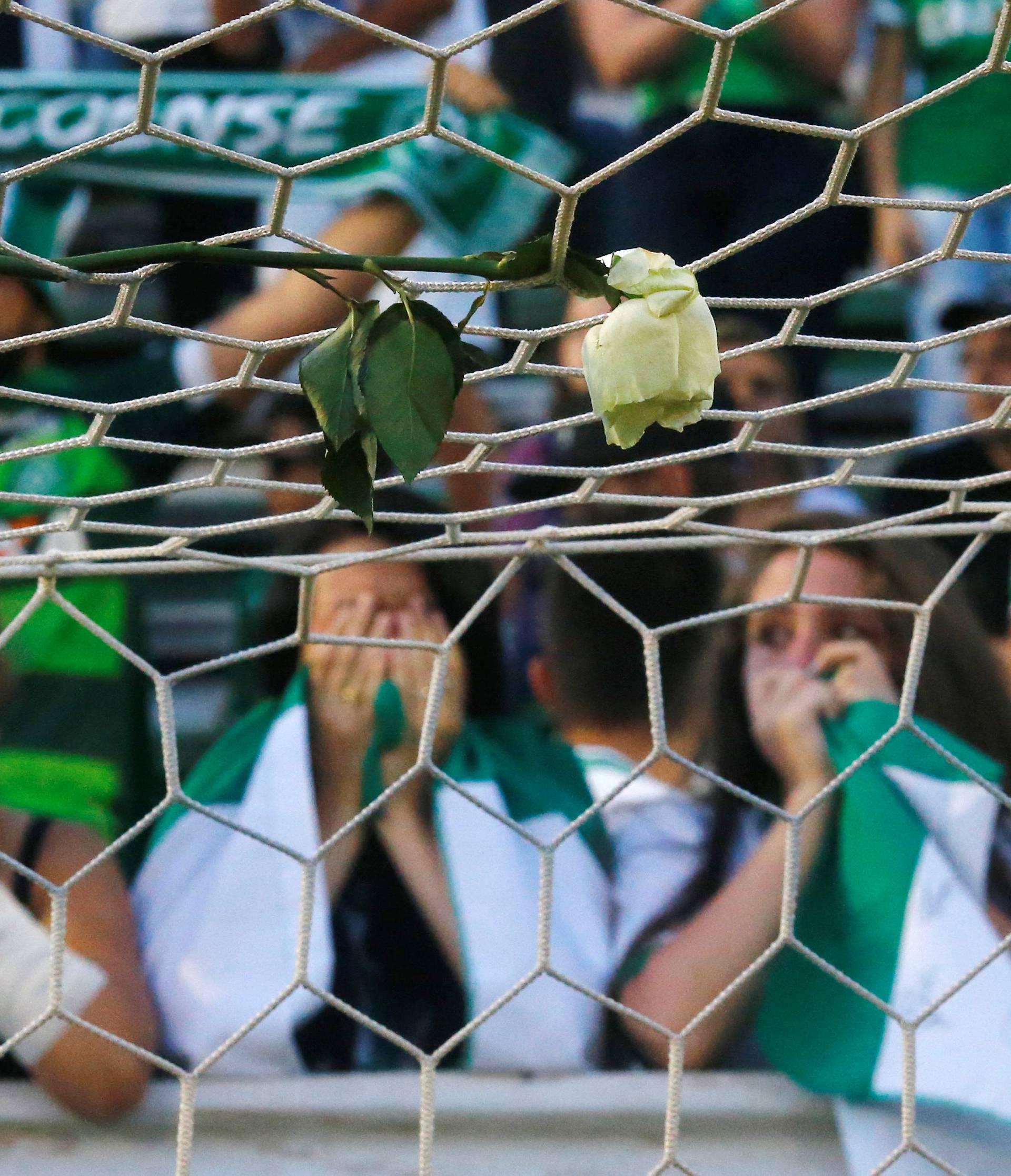 A flower is seen as fans of Chapecoense soccer team pay tribute to Chapecoense's players at the Arena Conda stadium in Chapeco