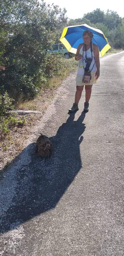 'Sunce je pržilo, ozlijeđenu sovu kišobranom smo držali u hladu do dolaska djelatnika parka'