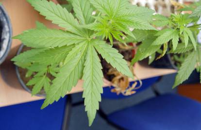 Po prvi put: Bolesnima je sud dozvolio uzgajanje marihuane
