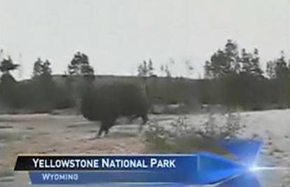 Bijesni bizon napao par, a ženu (49) je bacio u zrak