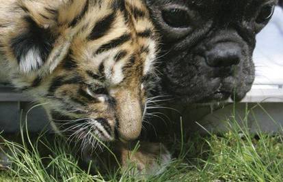 Francuski buldog posvojio maloga bengalskog tigrića