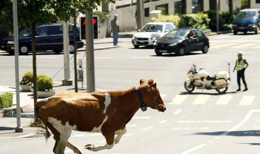 Zbunjena krava izgubila se u centru Lausanne