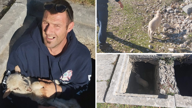 FOTO Vatrogasci izvukli janje iz groba na Bolu: 'Odnijeli smo ga majci koja je blejala u blizini...'
