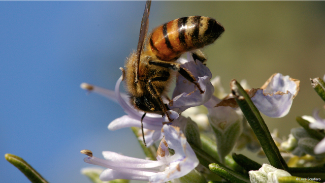 Posvoji pčelu da nastavi zujati našim planetom