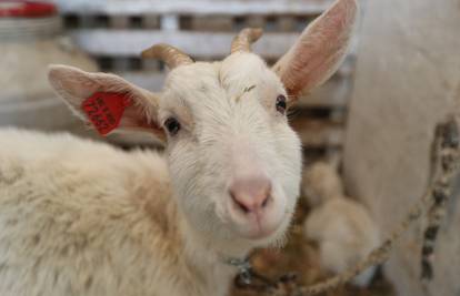 'Cjepivo ubija blago': Koze ne jedu, povraćaju, glava im buja
