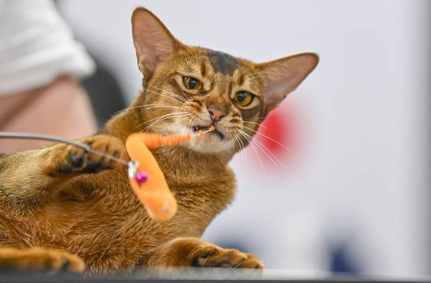 Zagreb: Međunarodna izložba mačaka WCF Cat Olimpia 2025