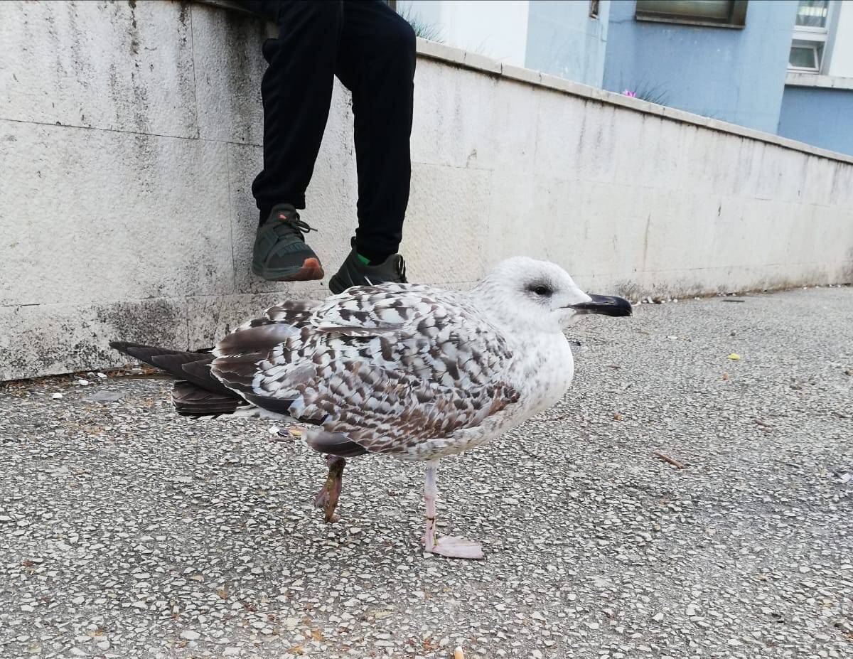 Učenici zadarske škole spasili galeba koji se zapleo u najlon