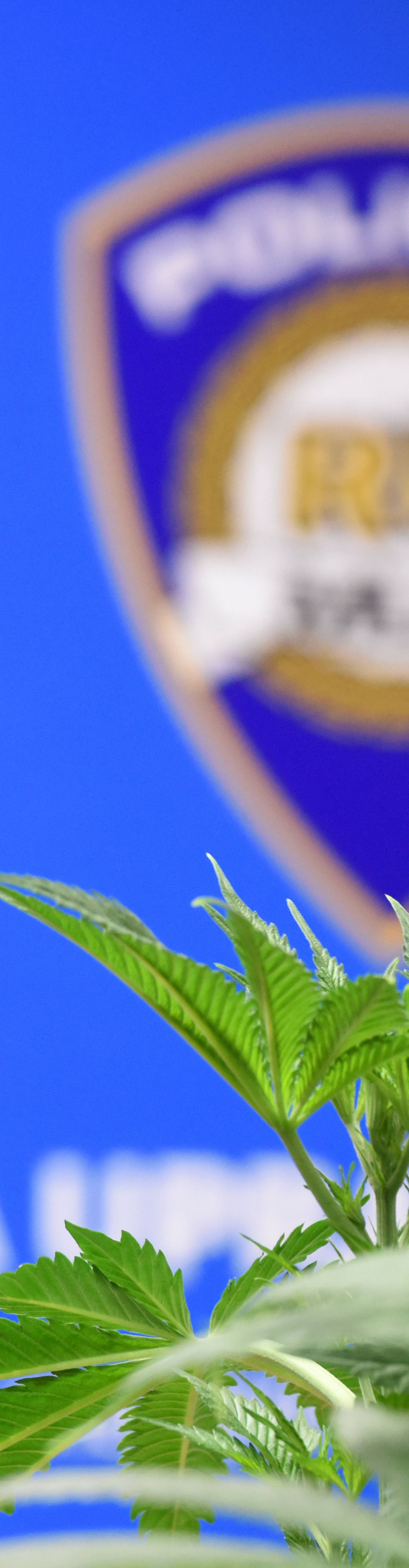 Međimurski policajci otkrili su laboratorij za uzgoj marihuane