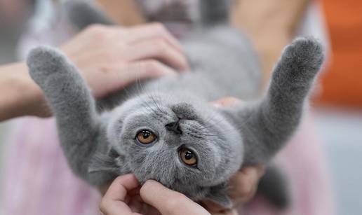 FOTO Velika izložba mačaka u Zagrebu: Predstavljene i jedinstvene modne kreacije