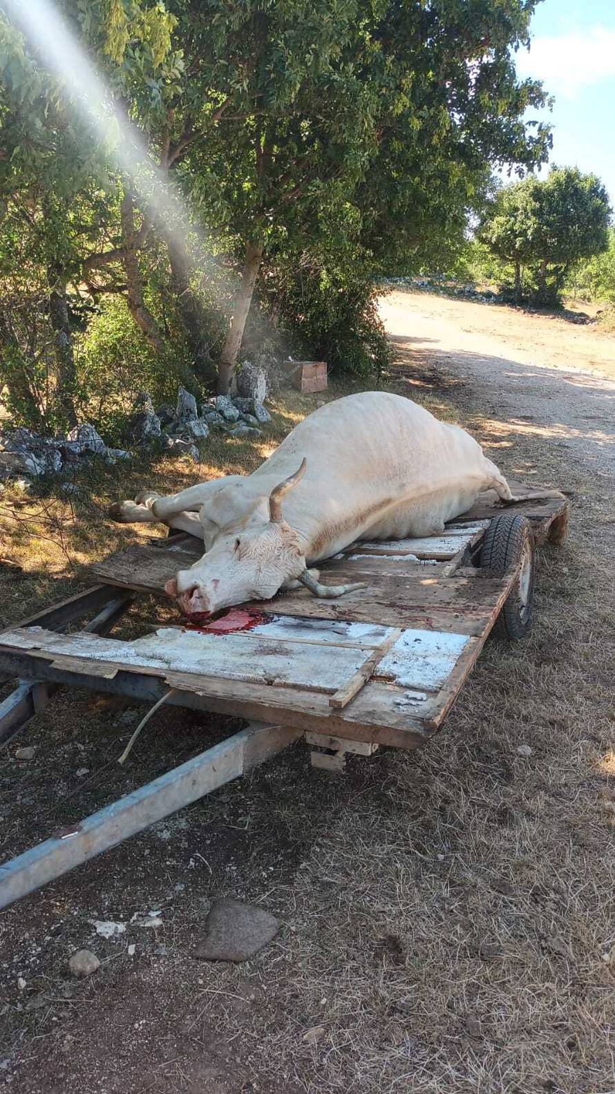 Očajni stočari za 24sata: 'Tuga i jad je u nas pod Svilajom. Meni je 15 krava uginulo, susjedu 4'