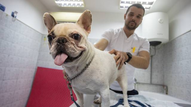 Osijek: U sklopu veterinarske stanice otvoren je rehabilitacijski centar za pse