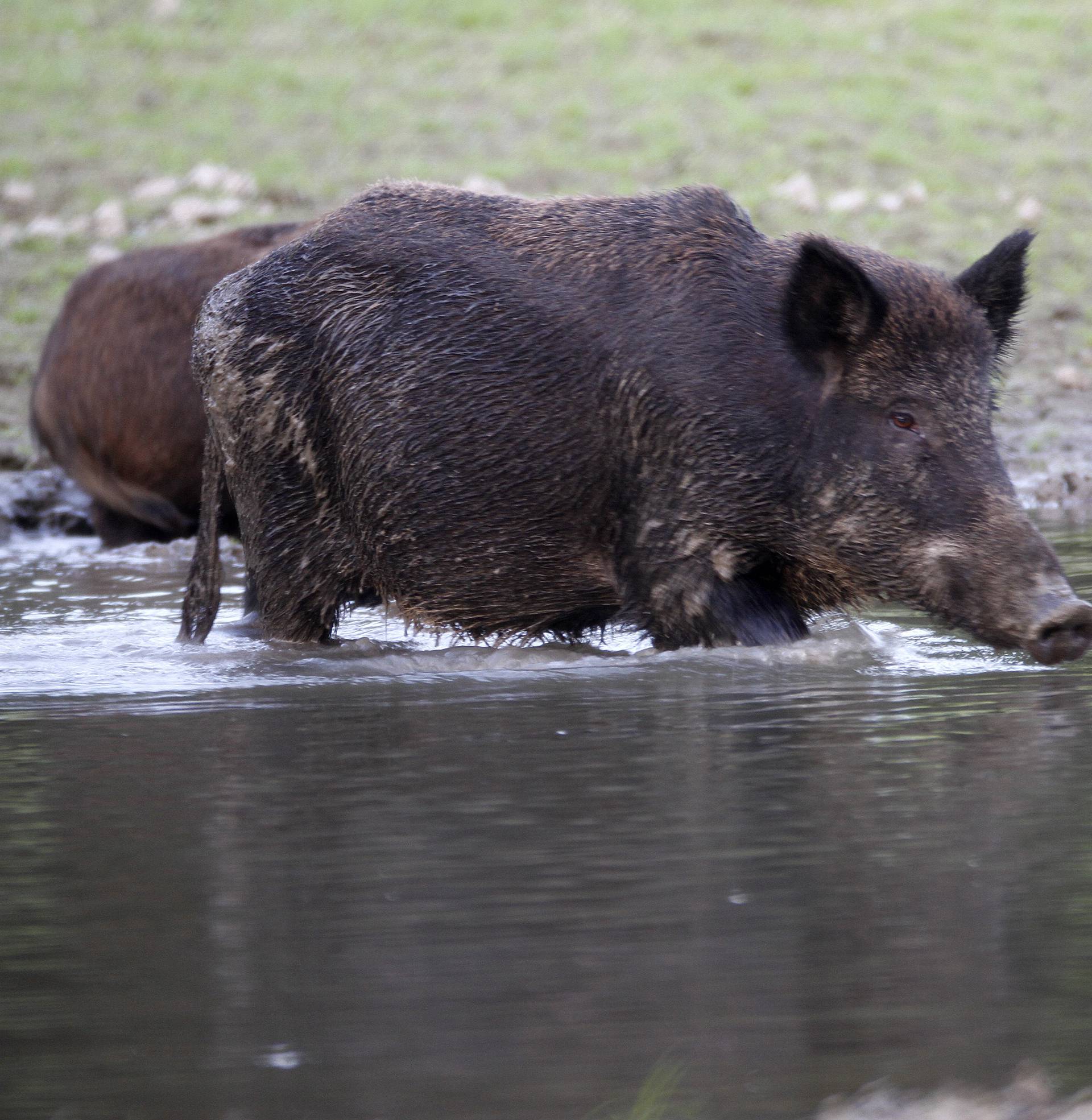 Radioaktivne divlje svinje u Japanu teroriziraju stanovnike