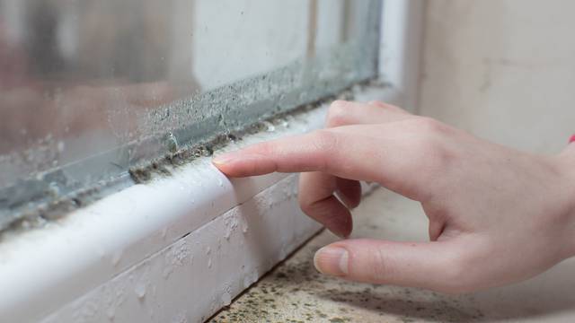 Black,Mold,Fungus,Growing,On,Windowsill.,Dampness,Problem,Concept.,Condensation